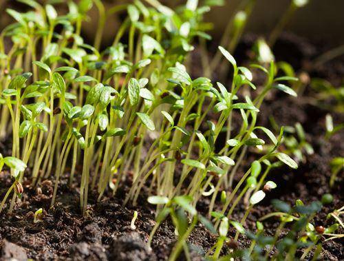 Seedlings of pepper for open ground