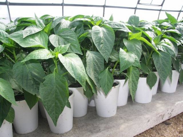 Seedlings of pepper for open ground