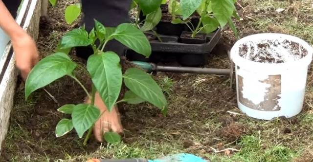 Seedlings of pepper for open ground