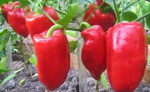 Seedlings of pepper for open ground