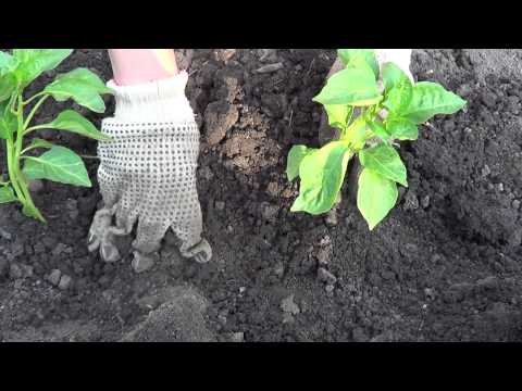 Seedlings of pepper for open ground