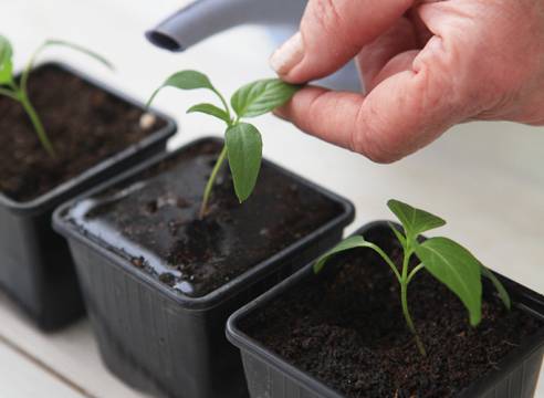 Seedlings of pepper for open ground