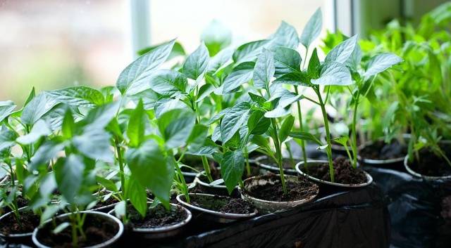 Seedlings of pepper for open ground