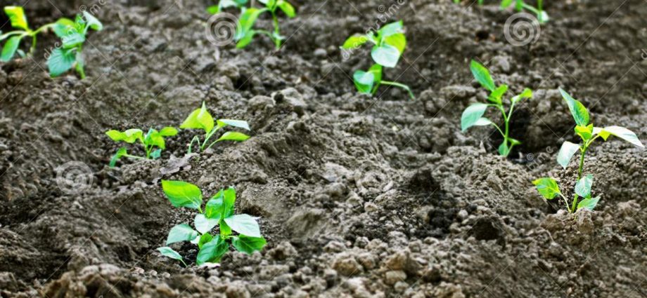 Seedlings of pepper for open ground