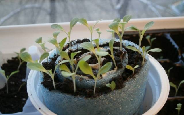 Seedlings of pepper in diapers