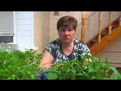 Seedlings of pepper in diapers