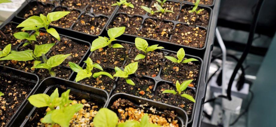 Seedlings of pepper in diapers