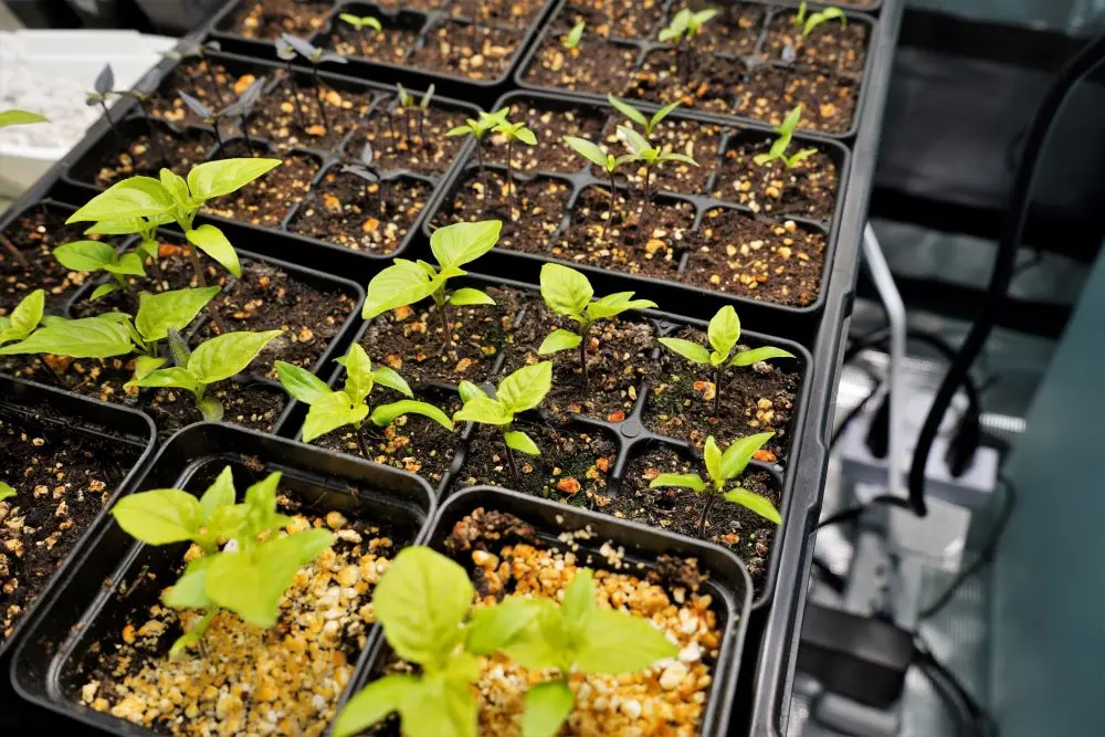 Seedlings of pepper in diapers