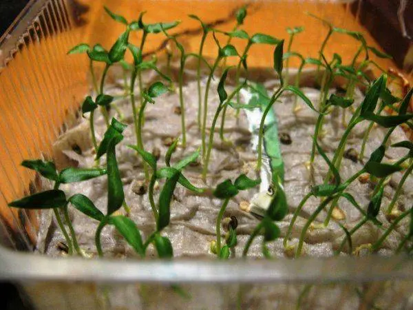 Seedlings of pepper without land