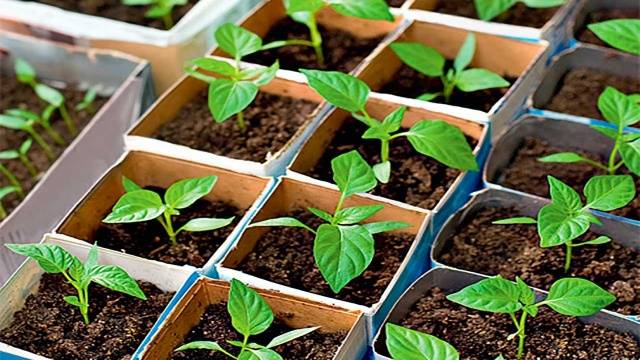 Seedlings of pepper without land