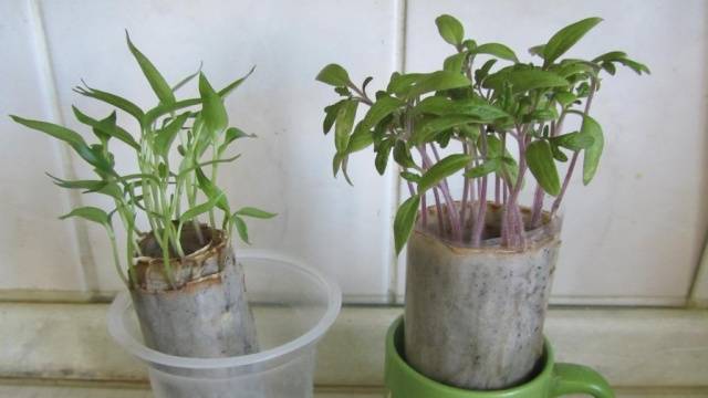 Seedlings of pepper without land