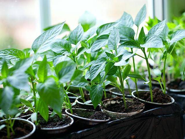 Seedlings of pepper without land