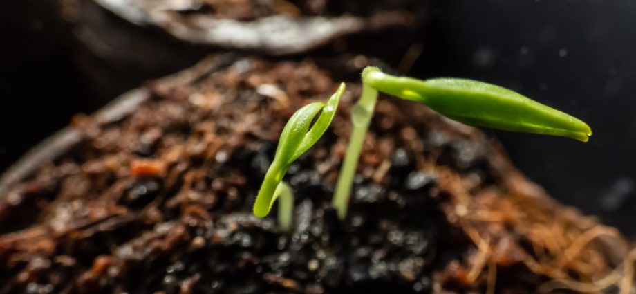 Seedlings of pepper without land