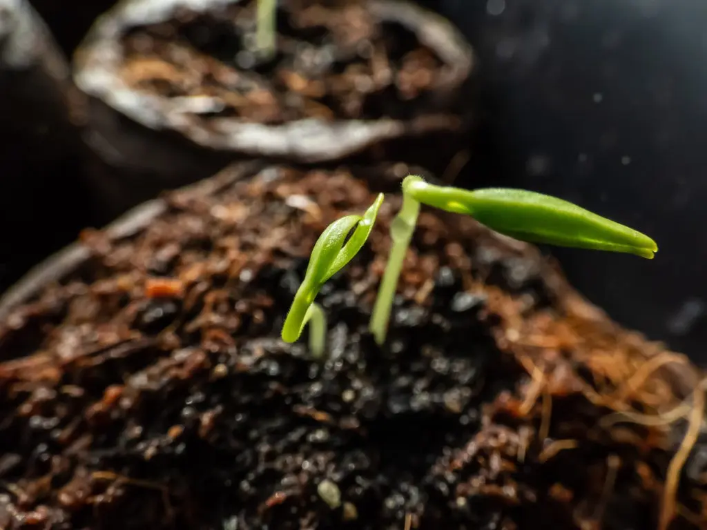 Seedlings of pepper without land