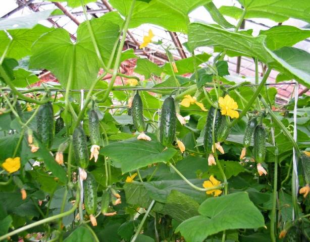 Seeds of cucumbers of Korean selection