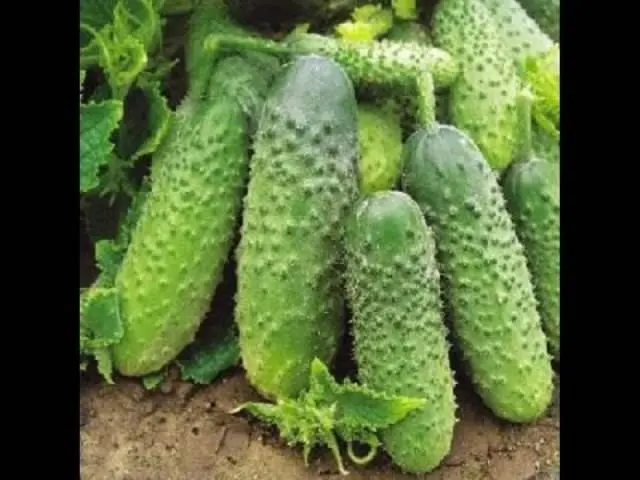 Seeds of cucumbers of Korean selection