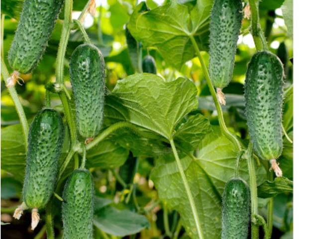 Seeds of cucumbers of Korean selection