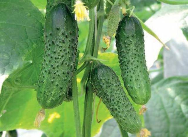 Seeds of cucumbers of Korean selection