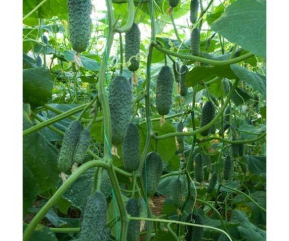 Seeds of cucumbers of Korean selection