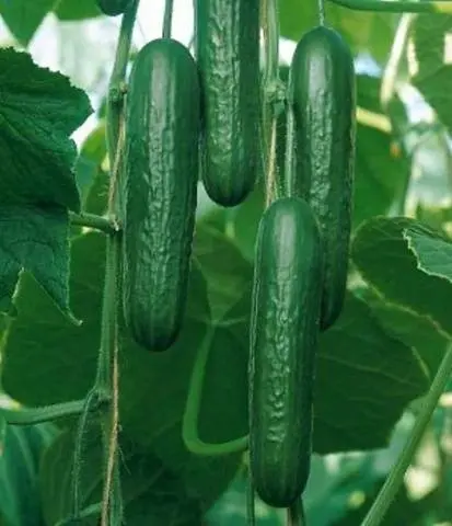 Seeds of cucumbers of Korean selection