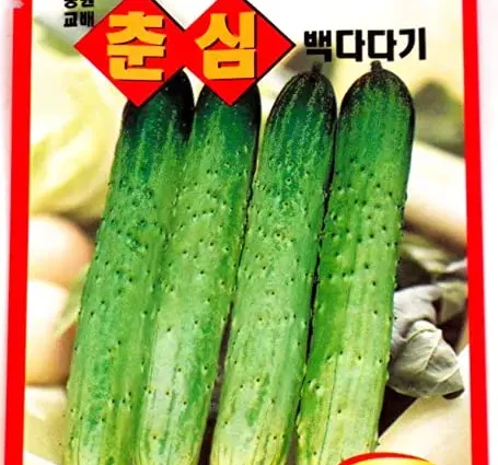 Seeds of cucumbers of Korean selection