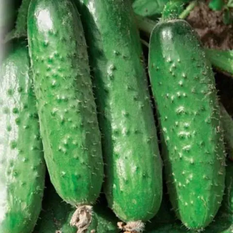 Seeds of cucumbers of Korean selection