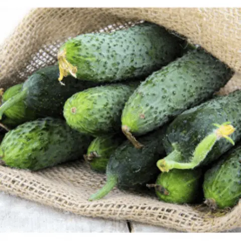 Seeds of cucumbers of Korean selection