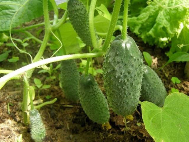 Seeds of cucumbers of Korean selection