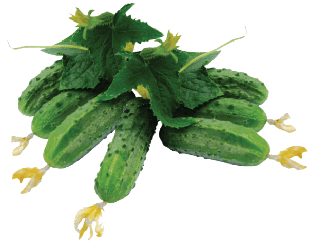 Seeds of cucumbers of Korean selection