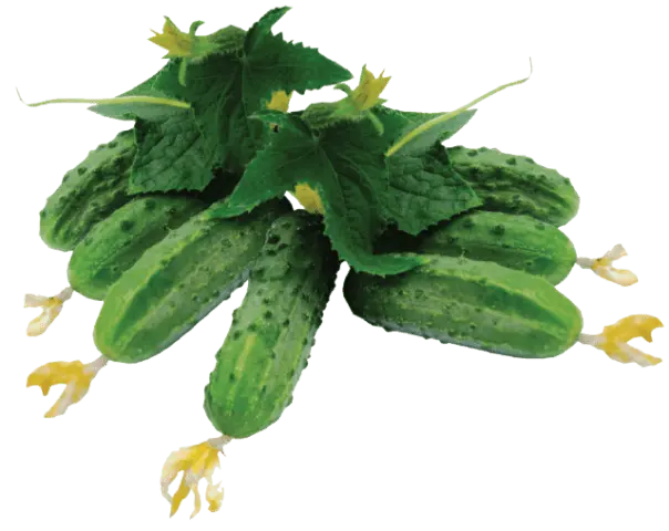 Seeds of cucumbers of Korean selection