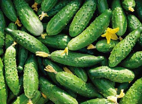 Seeds of cucumbers of the Ural selection