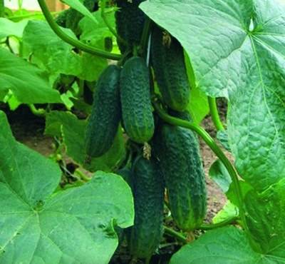 Seeds of cucumbers of the Ural selection