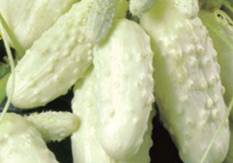 Seeds of cucumbers of the Ural selection