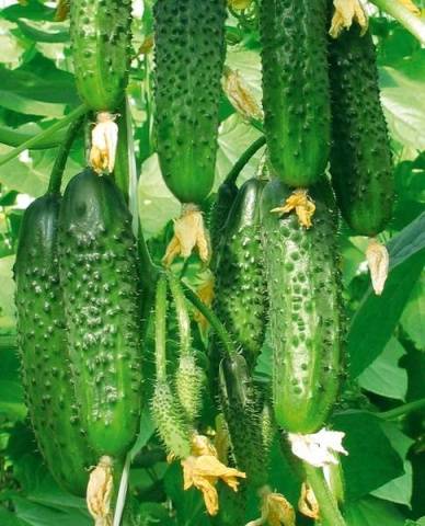 Seeds of cucumbers of the Ural selection