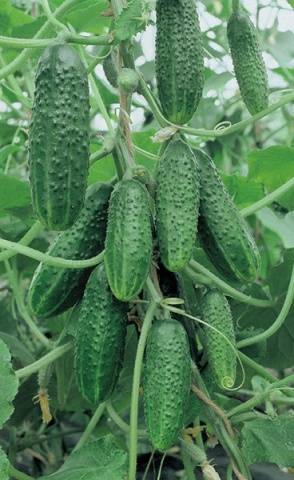 Seeds of cucumbers of the Ural selection