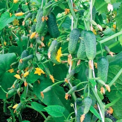 Seeds of cucumbers of the Ural selection