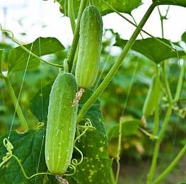 Seeds of cucumbers of the Ural selection