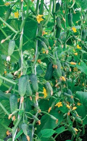 Seeds of cucumbers of the Ural selection