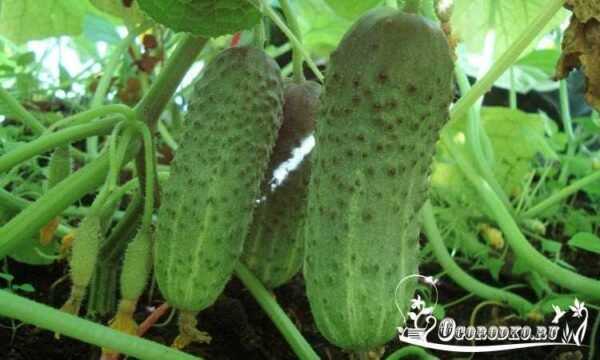 Seeds of cucumbers of the Ural selection