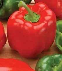 Seeds of sweet early thick-walled Siberian selection