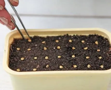Seeds of sweet early thick-walled Siberian selection