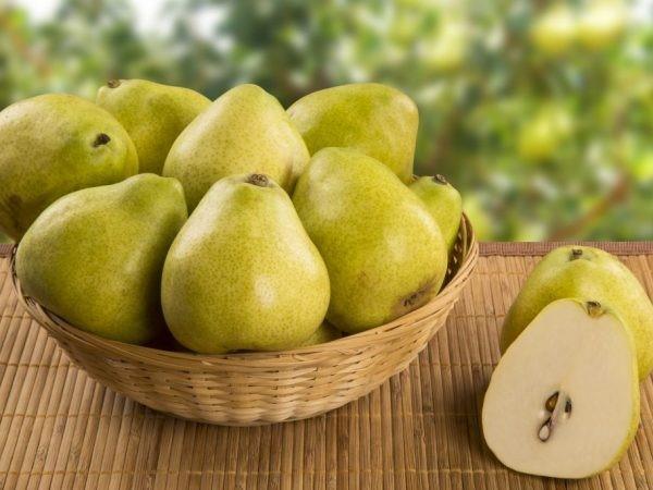 Self-fertile pear Rich: variety description, photos, reviews