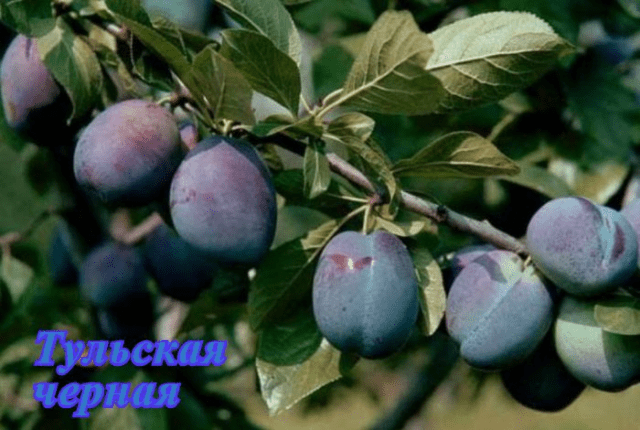 Self-fertile varieties of plums for the Leningrad region