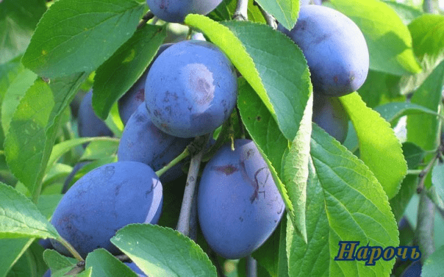 Self-fertile varieties of plums for the Leningrad region