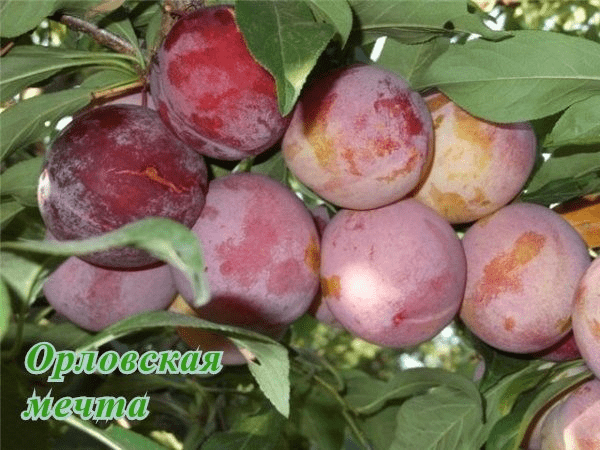 Self-fertile varieties of plums for the Leningrad region