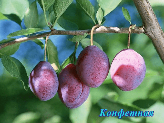 Self-fertile varieties of plums for the Leningrad region