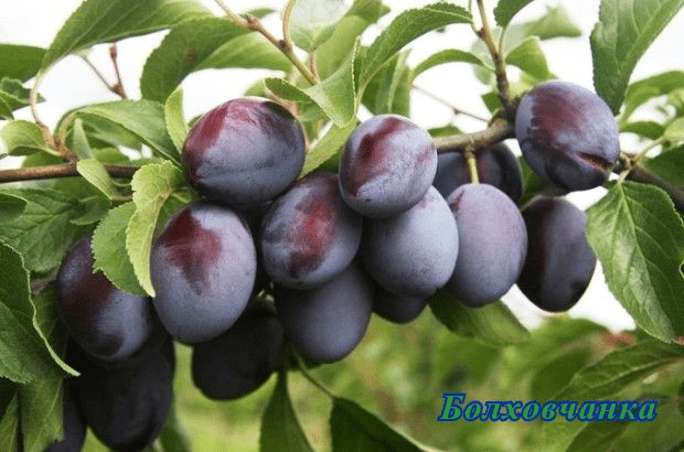 Self-fertile varieties of plums for the Leningrad region