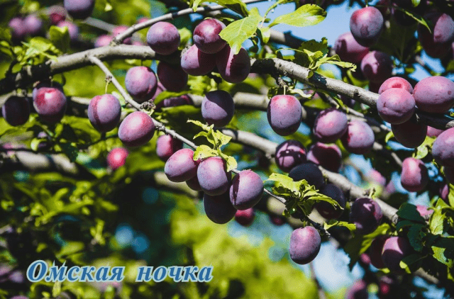 Self-fertile varieties of plums for the Leningrad region