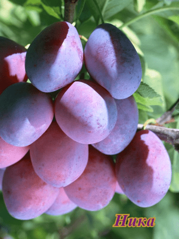 Self-fertile varieties of plums for the Leningrad region