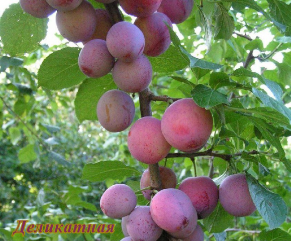 Self-fertile varieties of plums for the Leningrad region